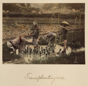 Transplantering av ris