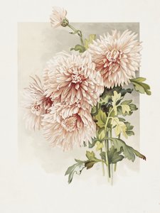Krysantemum av Sidney Thomas Callowhill