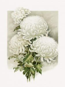 Fru Alpheus Hardy av Sidney Thomas Callowhill