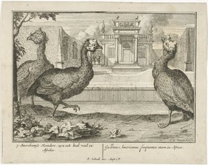 pärlhöns 3 American Fowl, är också mycket vanliga i Afrika (...) (titel på objekt)