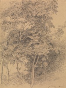 Trädstudie av Sir David Wilkie