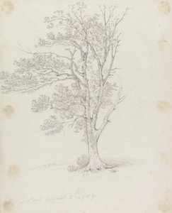 Träd i Easton Park av Sir George Howland Beaumont seventh Baronet