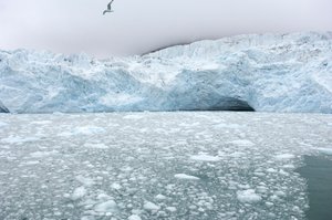 Isklumpar från närliggande glaciärer flyter i Arktiska havet, Svalbardöarna, Norge, 2022 (foto) av Sisse Brimberg