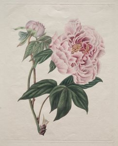 Kinesisk trädpion (Paeonia suffruticosa) av Smith