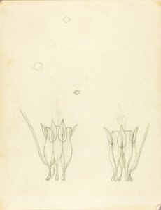 Acacias av Solon H. Borglum