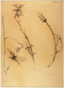 Filialer av Solon H. Borglum