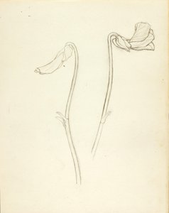 Stängd och öppen blomma av Solon H. Borglum