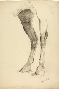 Hästens ben av Solon H. Borglum