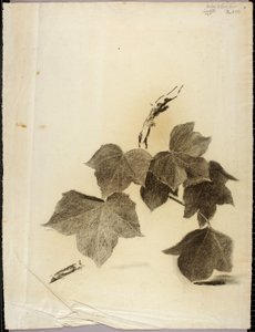 Blad av Solon H. Borglum