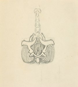 Pelvis av Solon H. Borglum