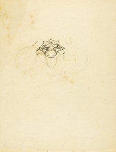 Pelvis