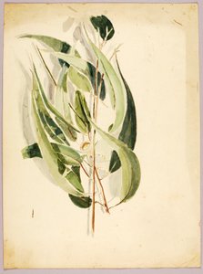 Plant Study, sent 1800-tidigt 1900-tal.