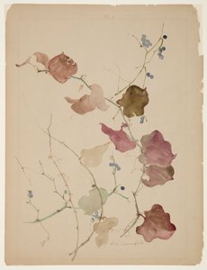 Studie av Clematis Vine med blå bär