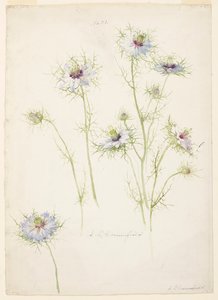 Studie av Love-in-a-mist