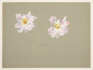 Studie av blekrosa pioner av Sophia L. Crownfield