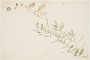 Studie av Wisteria lövverk