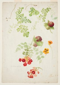 Stuy av Maidenhair Fern, Trumpet Vine och Nasturtium
