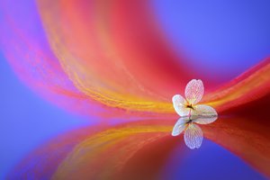 En ömtålig blommas spegelbild