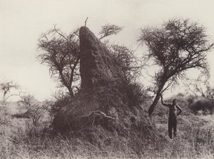A Mammoth Antheap (s/v foto) av South African Photographer