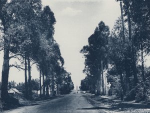 Avenue of Blue Gum Trees, Pretoria (s/v foto) av South African Photographer