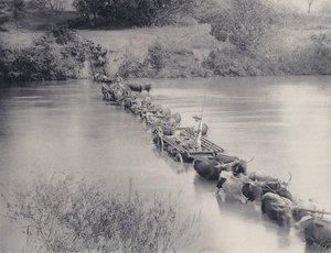 Hur floder korsas i Transvaal (s/v foto) av South African Photographer