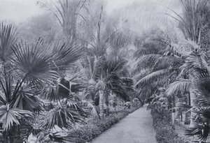 Palm Avenue, Botanic Gardens, Durban (s/v foto) av South African Photographer