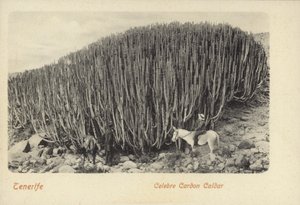 Män tittar på den berömda kaktusen vid Cardon på Teneriffa (svartvitt foto) av Spanish Photographer
