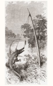 En alligatorfälla vid floden Oyapock eller Oiapoque, som bildar gränsen mellan Franska Guyana och Brasilien av Spanish School