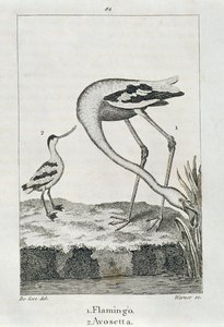 Flamingo och Avosetta, från A History of the Earth and Animated Nature, London 1816 (kopparplåtsgravyr) av Spanish School