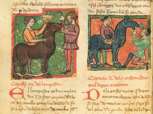 Ms 214 fol.26v Curing glossit in a horse, from Libro de Menescalcia y Albeyteria by Juan Alvarez, c.1390 av Spanish School