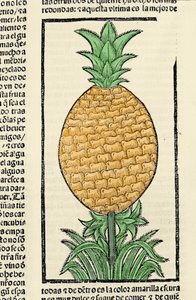 Representation av en ananas. Gravyr från boken "Indiens, öarnas och fastlandets allmänna historia"" av Gonzalo Fernandez de Oviedo (Gonzalo) eller Fernandez de, eller Hernandez de Oviedo y Valdes (1478-1557) av Spanish School