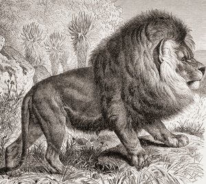 Cape Lion, nu utdöd, från "La Vida de los Animales" pub. ca 1885 (tryck) av Spanish School