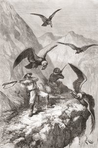 Édouard François André och hans följeslagare attackerades av kondorer nära Calacali, Pichincha-provinsen, Ecuador, under sin botaniseringsexpedition vid Andernas fot 1875-76 av Spanish School