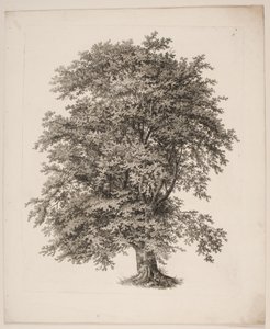 "Studier efter naturen med hänsyn till landskapsteckning av S.H. Petersen", nr 2