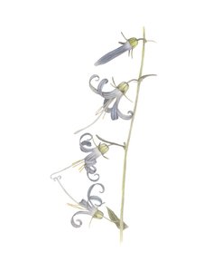California Harebell, 2015 (grafitpenna och akvarell)