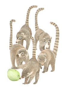 Costa Rica Coatis, 2019 (grafitpenna  digital) av Stacy Hsu