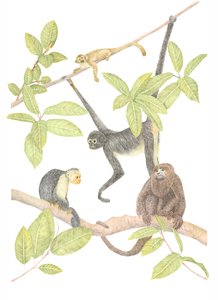 Costa Rica Monkey, 2019 (grafitpenna och digital)