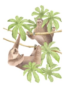 Costa Rica Sloths, 2019 (grafitpenna  digital)