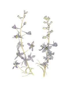 Larkspur, 2018 (grafitpenna  akvarell) av Stacy Hsu