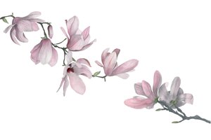 Magnolia, 2015 (grafitpenna och akvarell) av Stacy Hsu