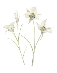 Mariposa Lily, 2018 (grafitpenna  akvarell) av Stacy Hsu