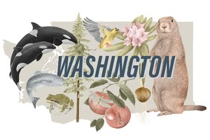 Washington State Symbols, 2018 (grafitpenna  digital)