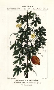 Afrikansk gurka, Momordica balsamina av Stanghi Stanghi