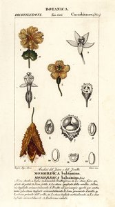 Afrikansk gurka, Momordica balsamina av Stanghi Stanghi