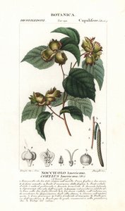 Amerikansk hasselnöt, Corylus americana