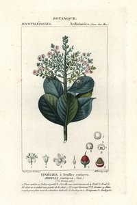 Nötved, Ardisia coriacea av Stanghi Stanghi