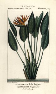 Paradisfågel, Strelitzia reginae av Stanghi Stanghi