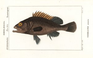 Svart havabborre, Mycteroperca bonaci av Stanghi Stanghi