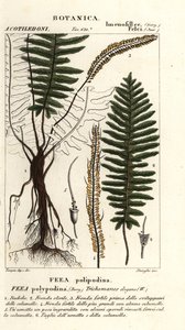 Borstormbunke, Trichomanes elegans av Stanghi Stanghi
