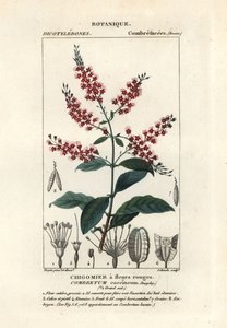Bushwillow, Combretum coccineum av Stanghi Stanghi
